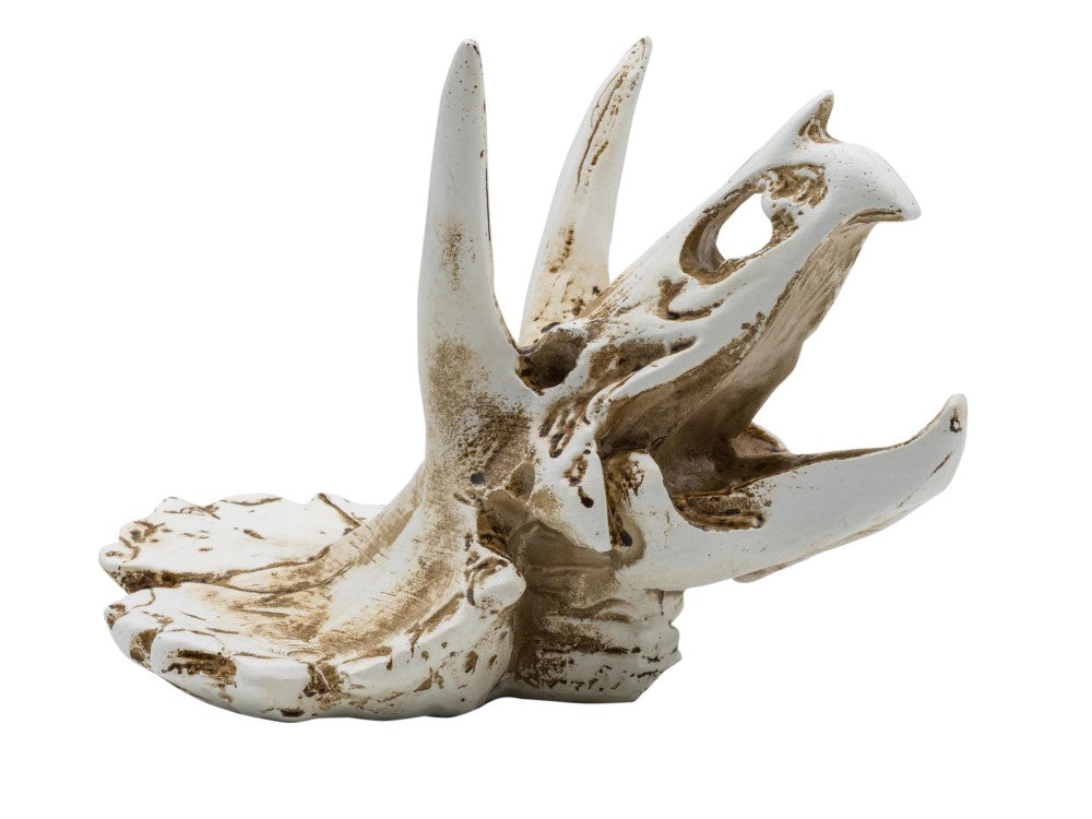 PR TRICERITOPS SKULL 17x12x12.5CM