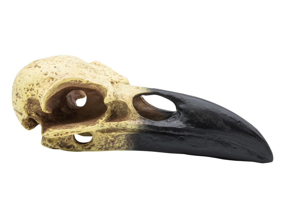 PR CORVID SKULL 15.5x6.5x5.5CM