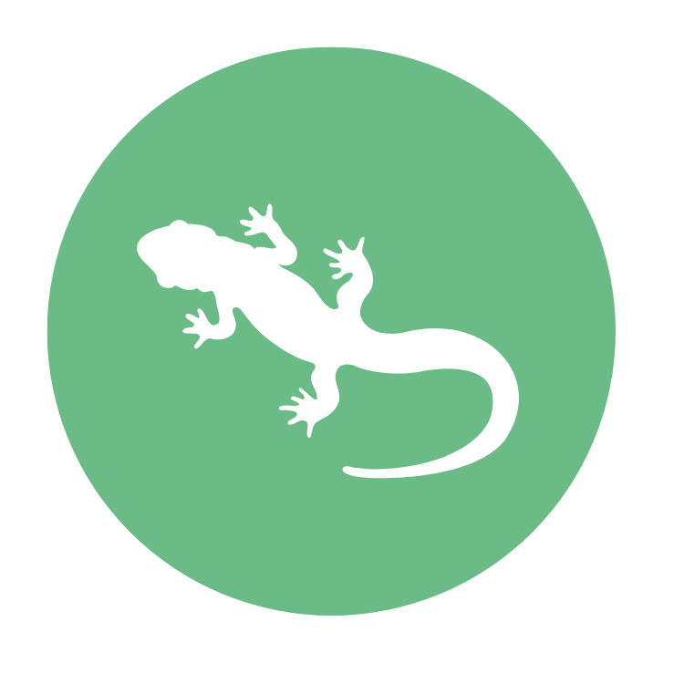 Reptile