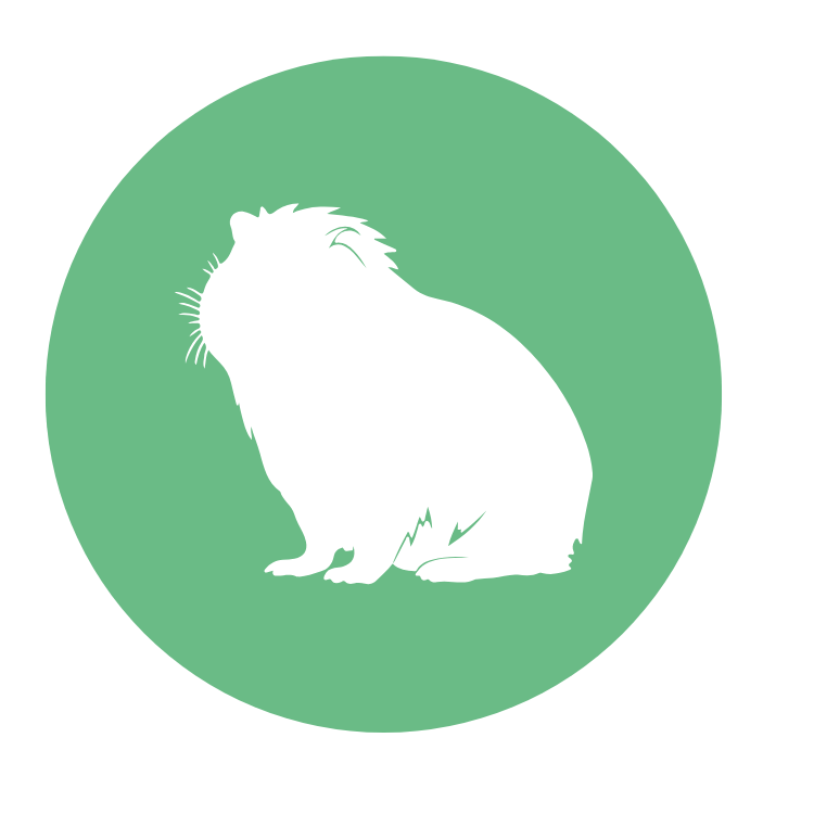 Guinea Pig