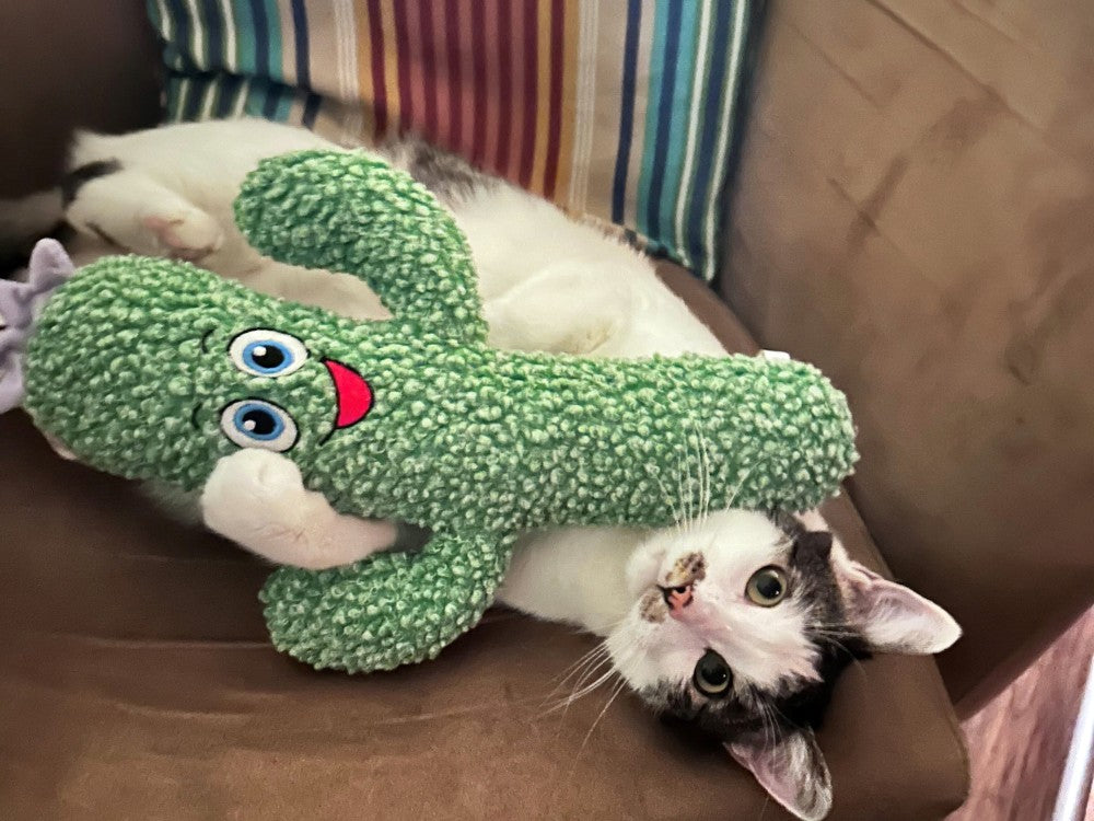Kong kickeroo cactus
