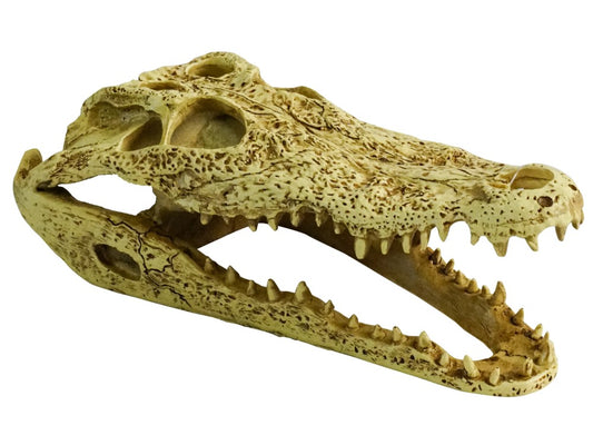 PR CROCODILE SKULL 24x11x9CM