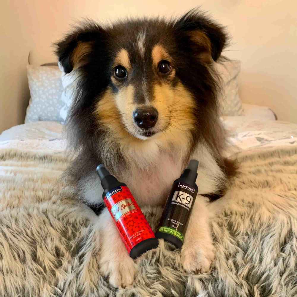 Ancol Dog Colognes 100ml Spray