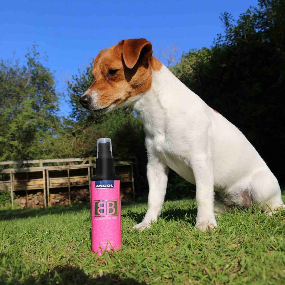 Ancol Dog Colognes 100ml Spray